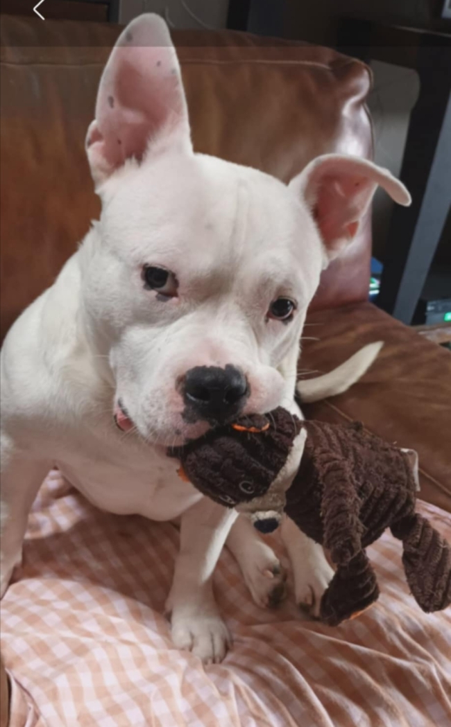 CHAPLEEN, ADOPTION SOS