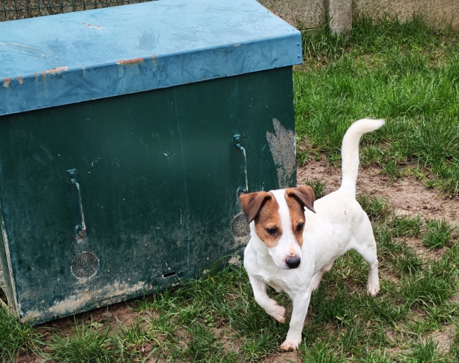 JACK, ADOPTION SÉNIOR