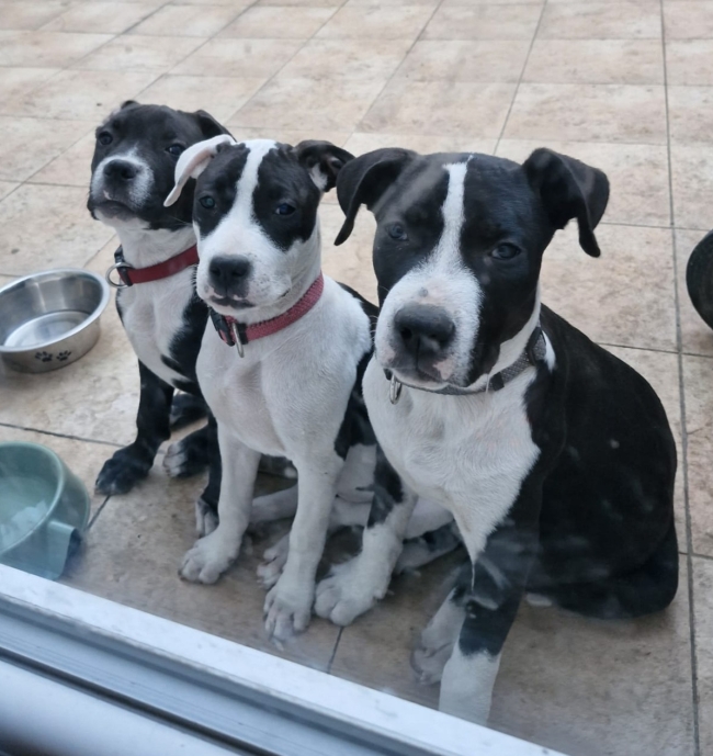 ALI, AIKO, AKUNA, RÉSERVÉS