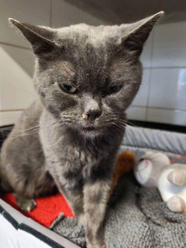 OSWALD, ADOPTION SOS