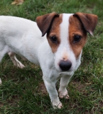 JACK, ADOPTION SÉNIOR